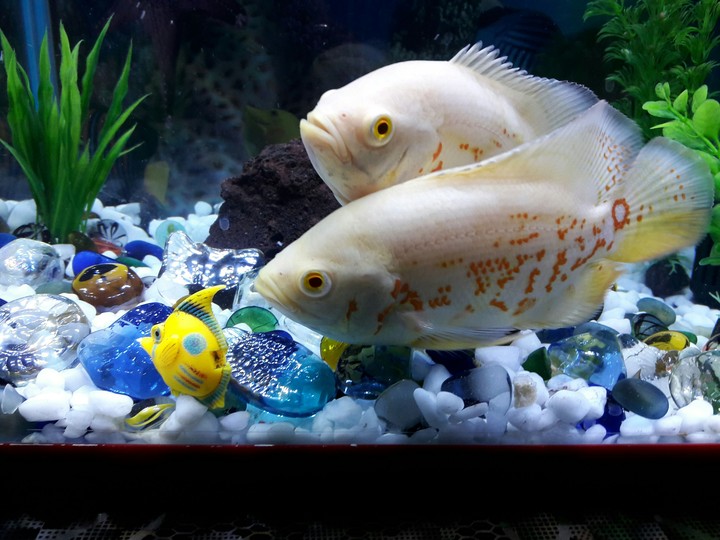 Oscar fishes..