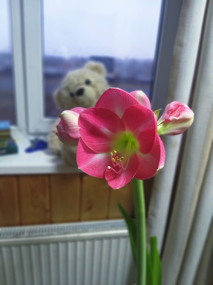 The flower and the toy are great ... Цветок и игрушка...