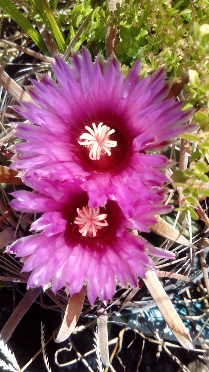 cactus en flor