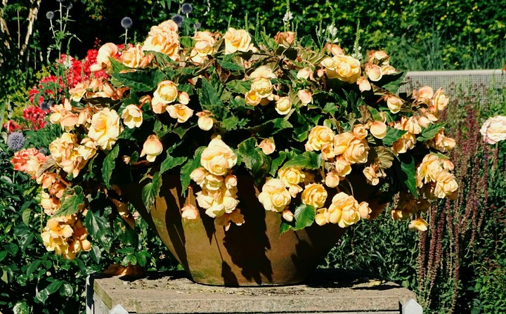 Flowerpot