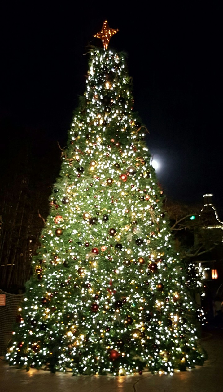 Beautiful Christmas trees