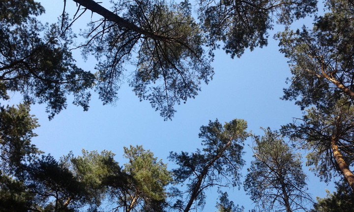 trees