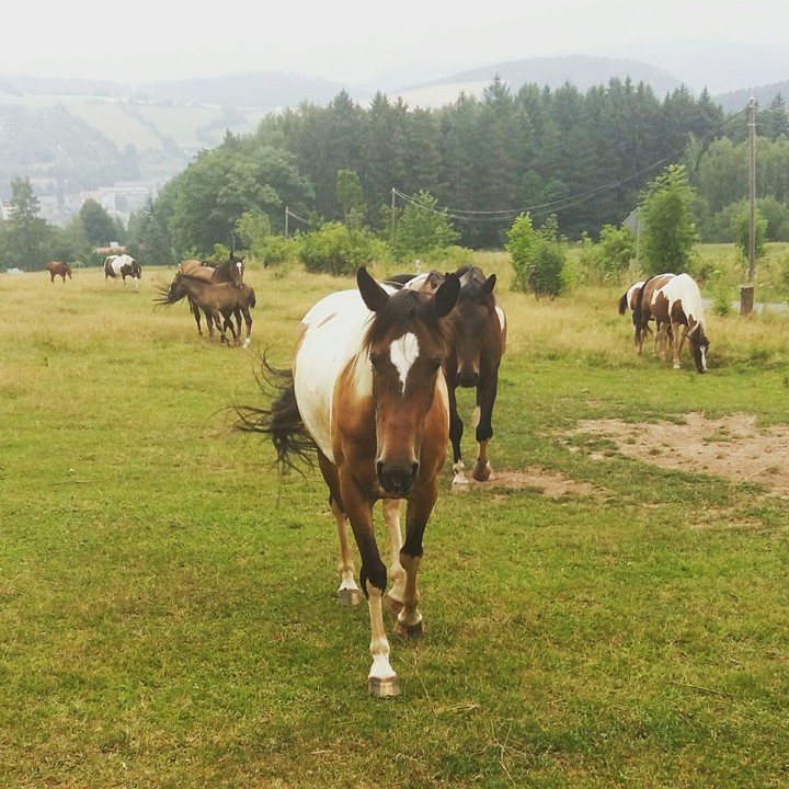 horses