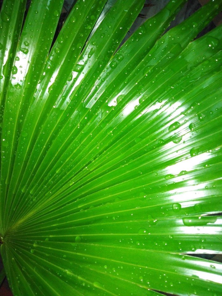 Green Plant