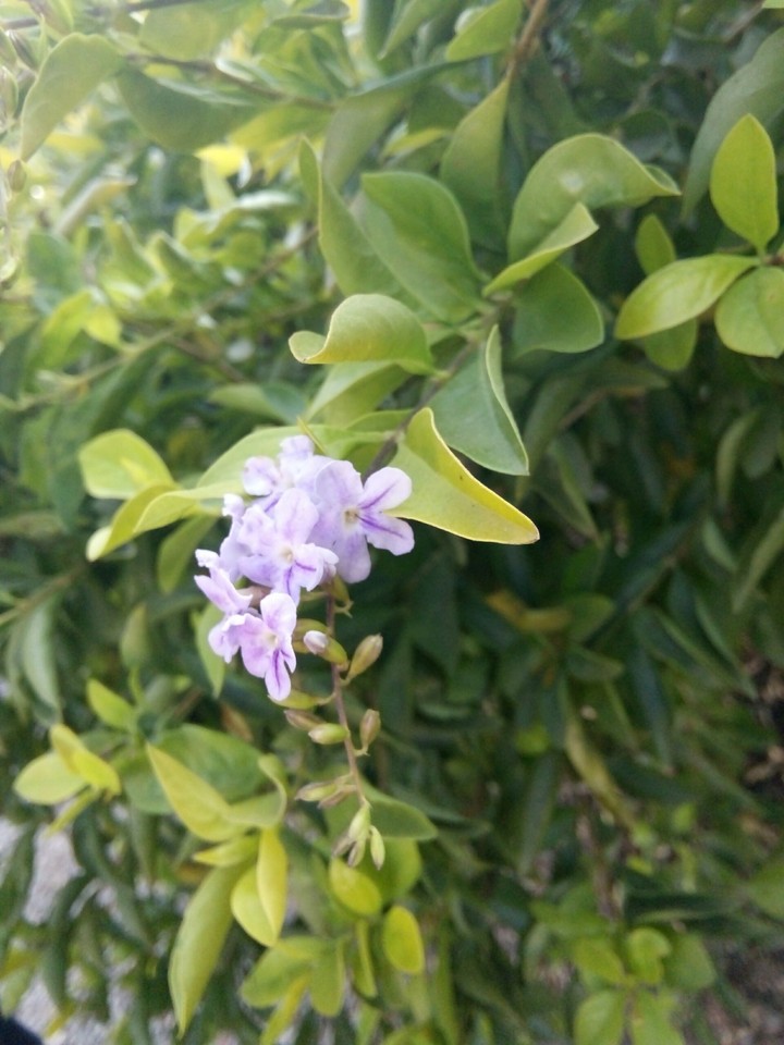 purple cool