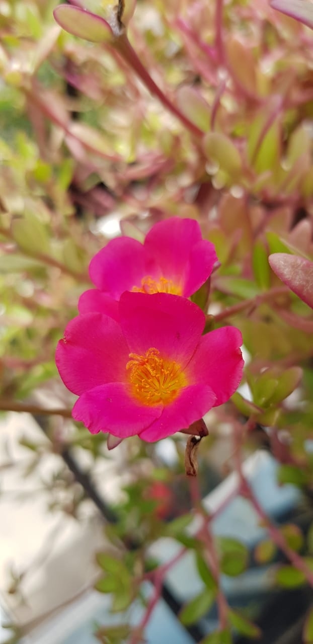 red small flower