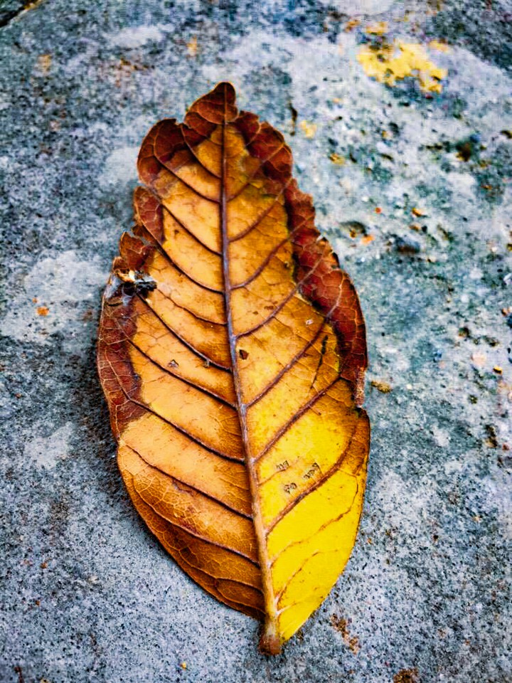 Autumn