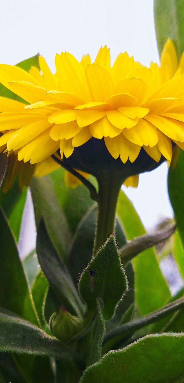 calendula