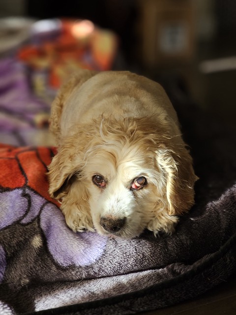 dog, spaniel壁纸