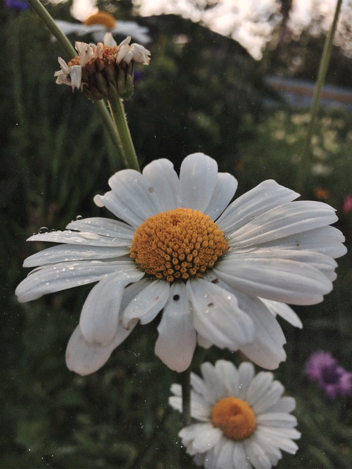 ромашка