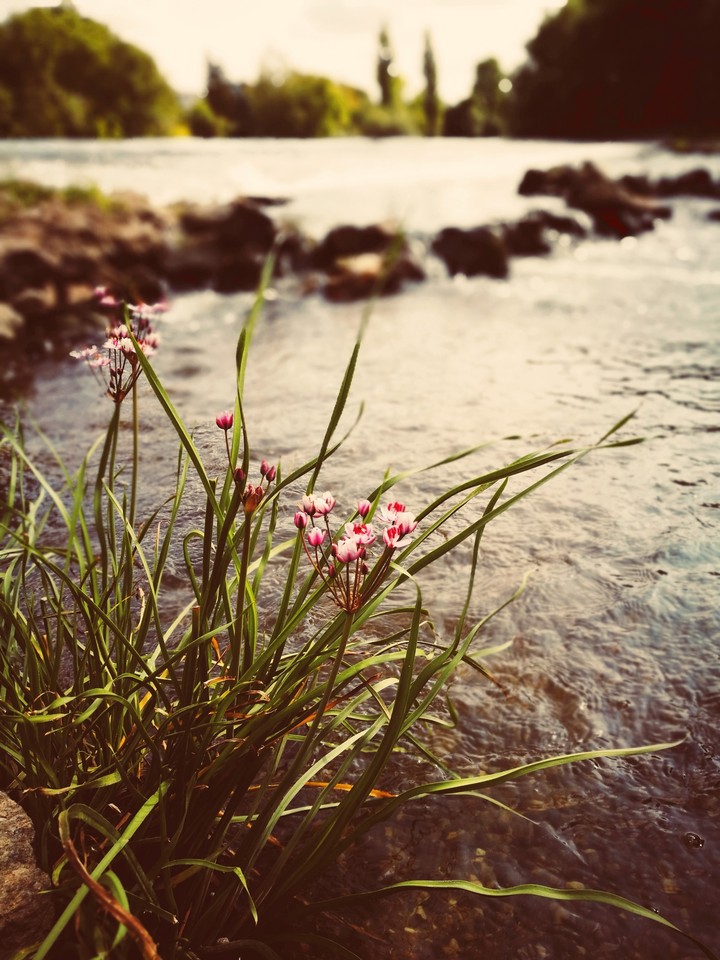 Blumen
