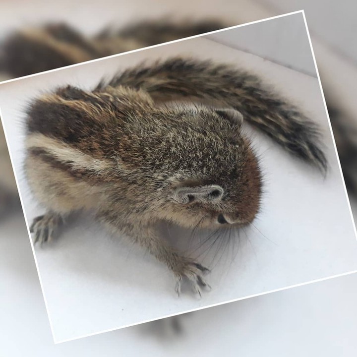 Squirrel