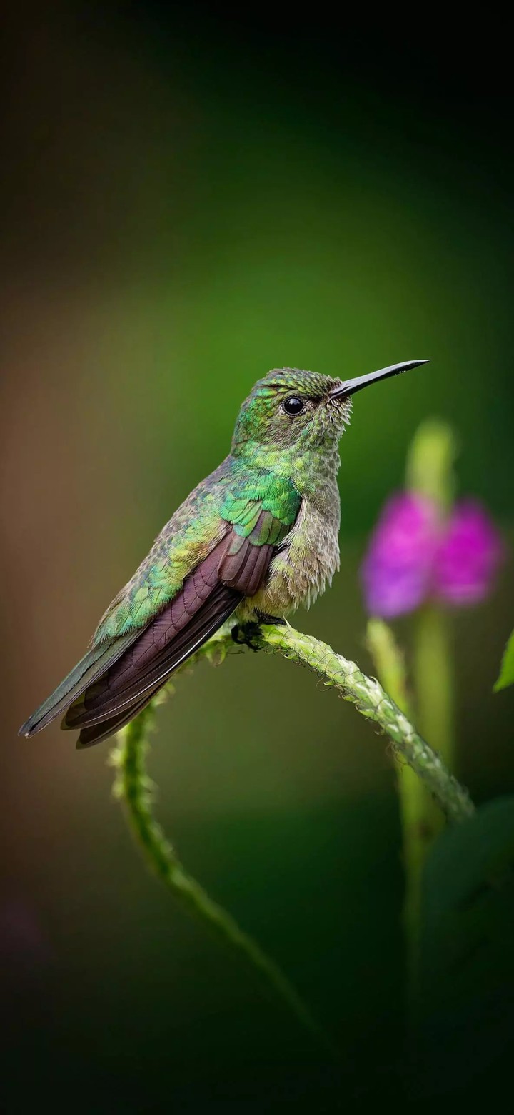 aA