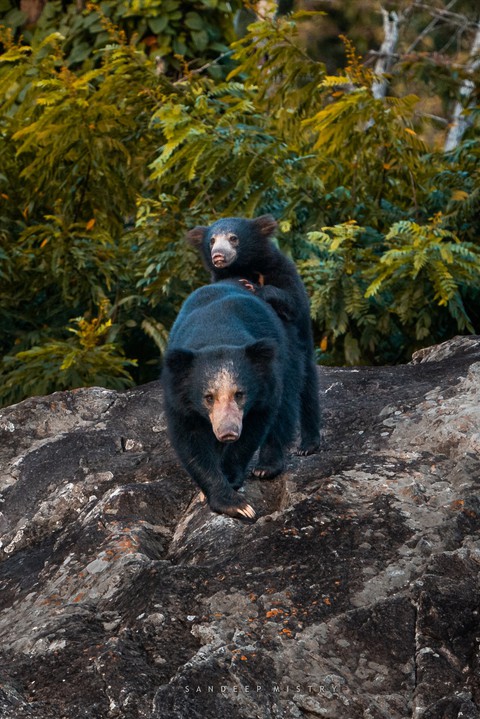 Wildlife