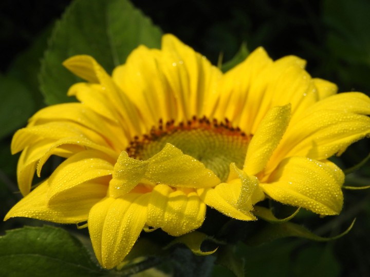 Sunflower early in the morning.