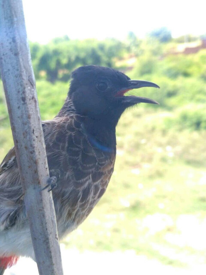 Birdie.