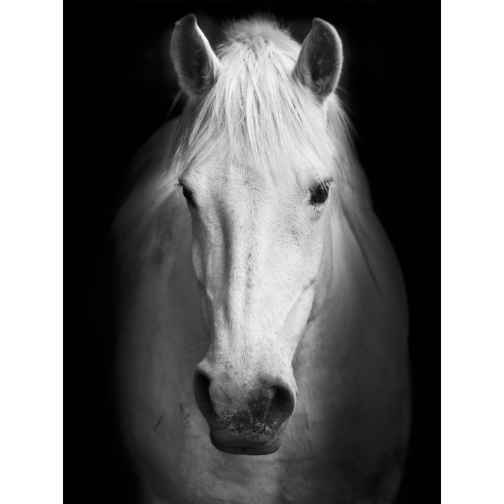 white horse