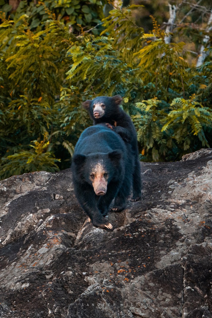 Wildlife