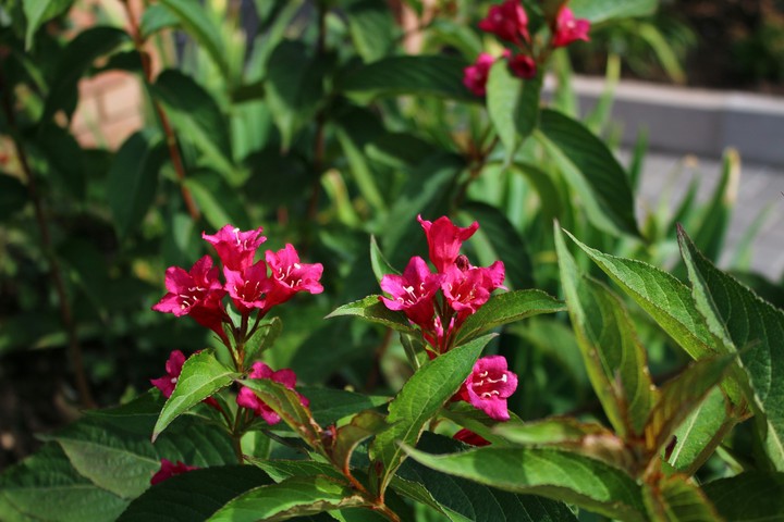 Fleurs