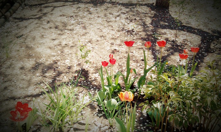 spring