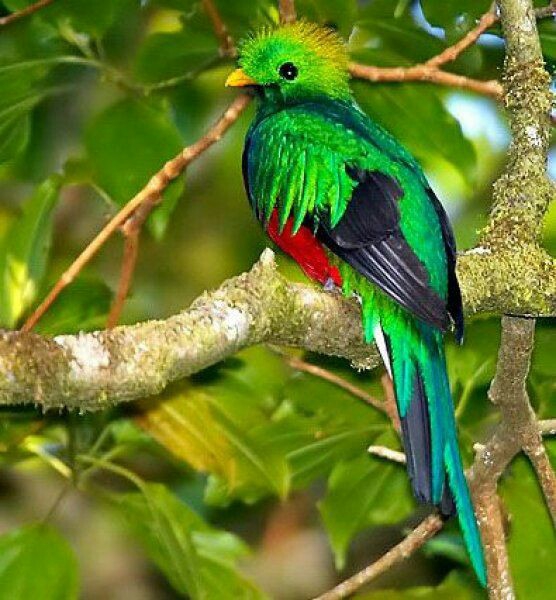 tropical birds