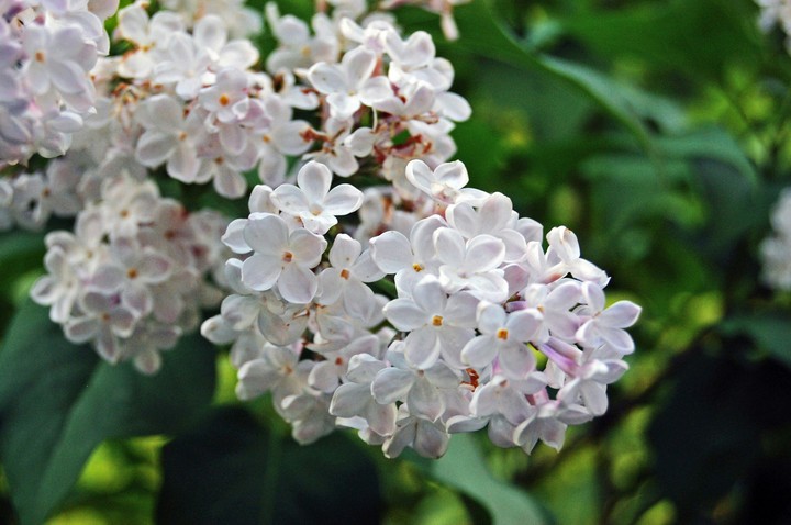 flowers spring summer