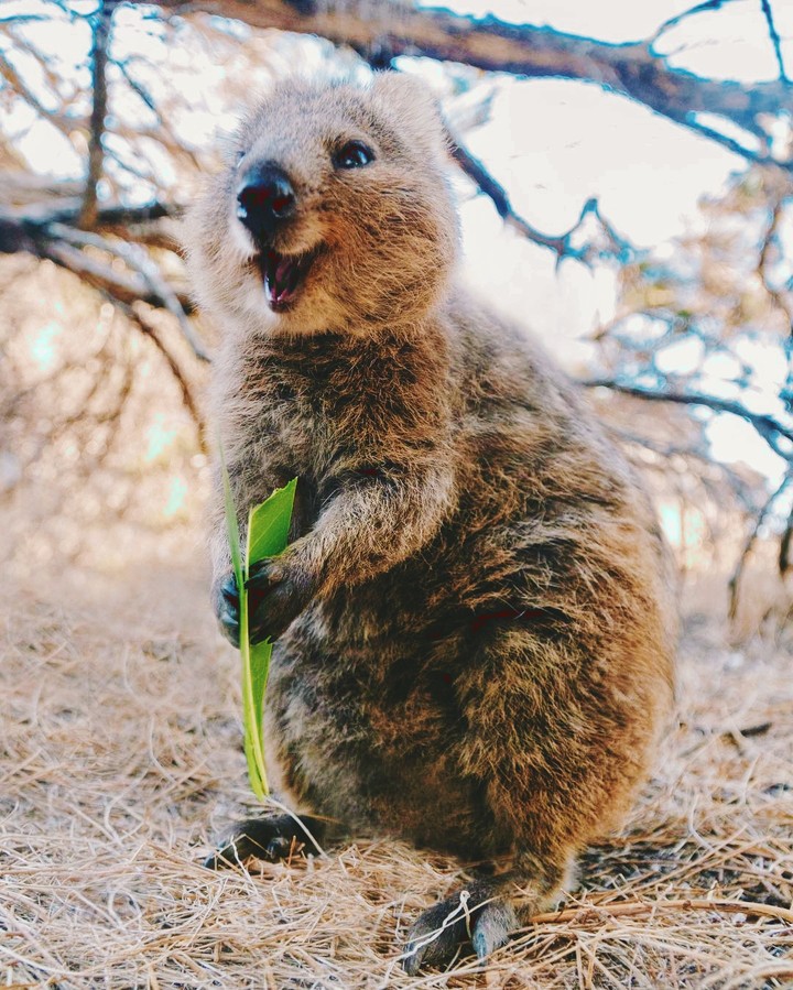 happy animal