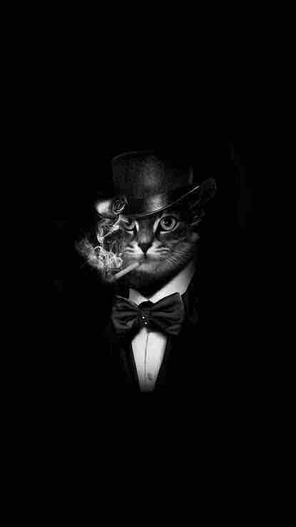cat