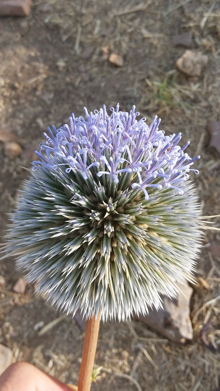 bur