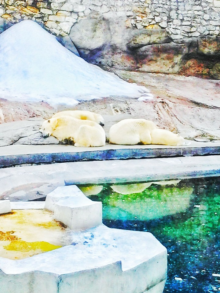 Polar bears are sleeping