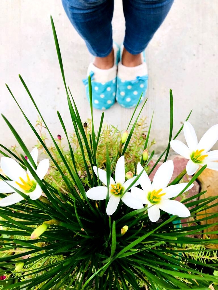# flowers