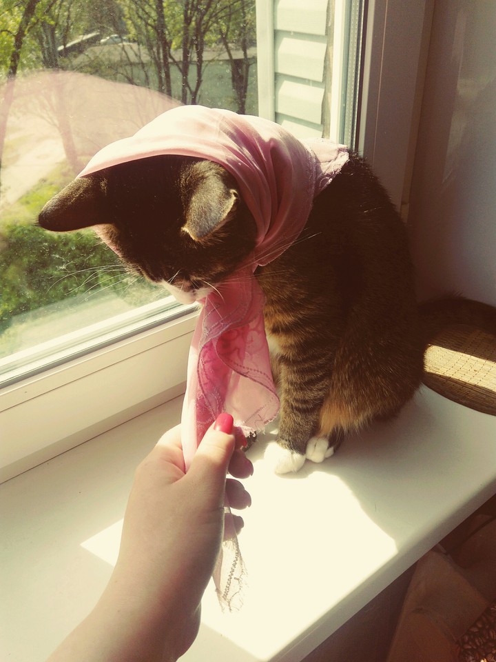 kot