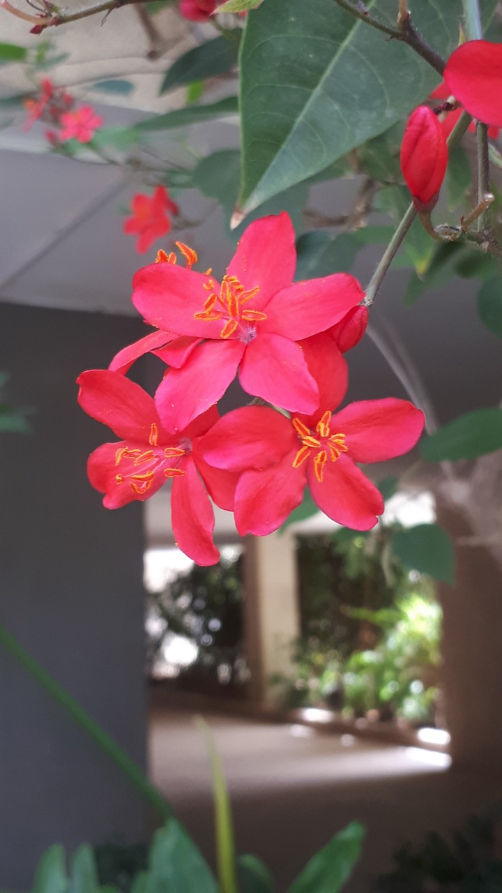 pink flower