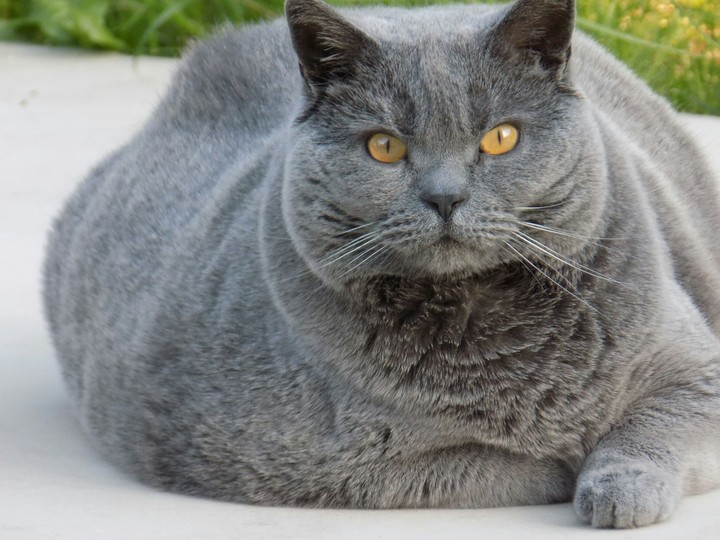 cat