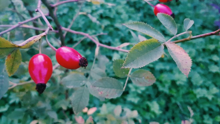 Cute plant