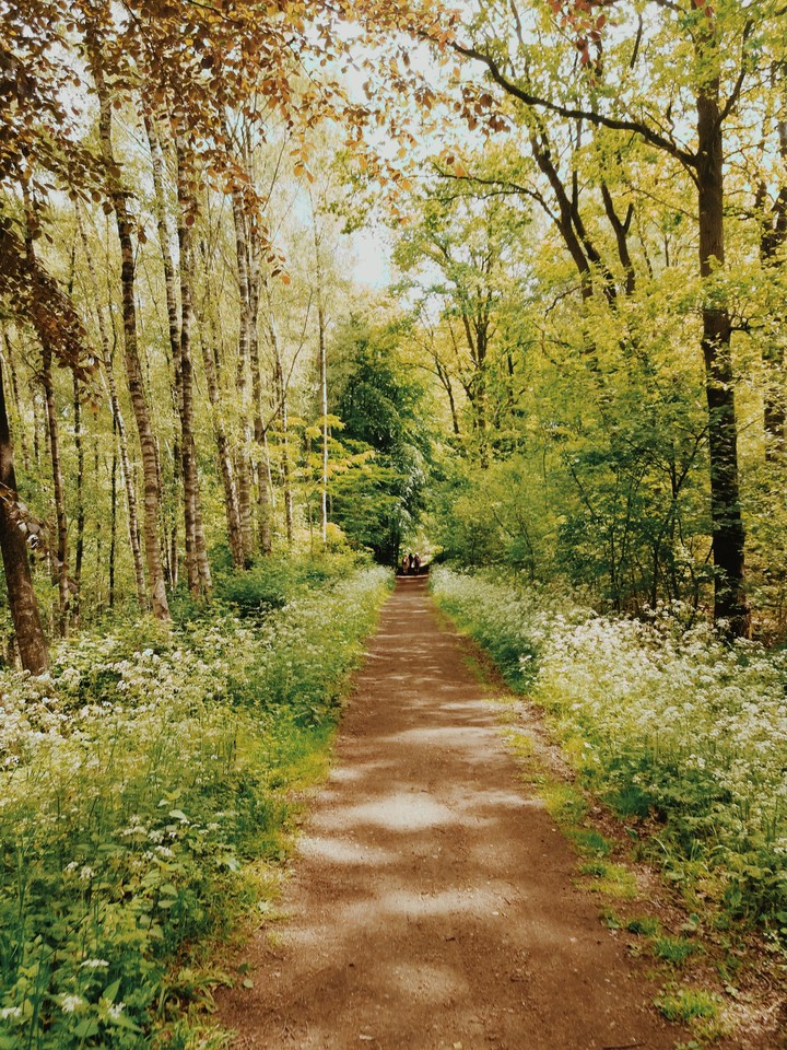 forest