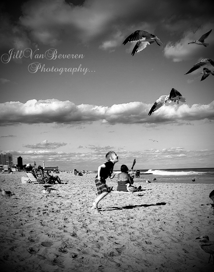 Chasing Gulls