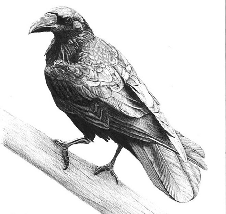 Raven