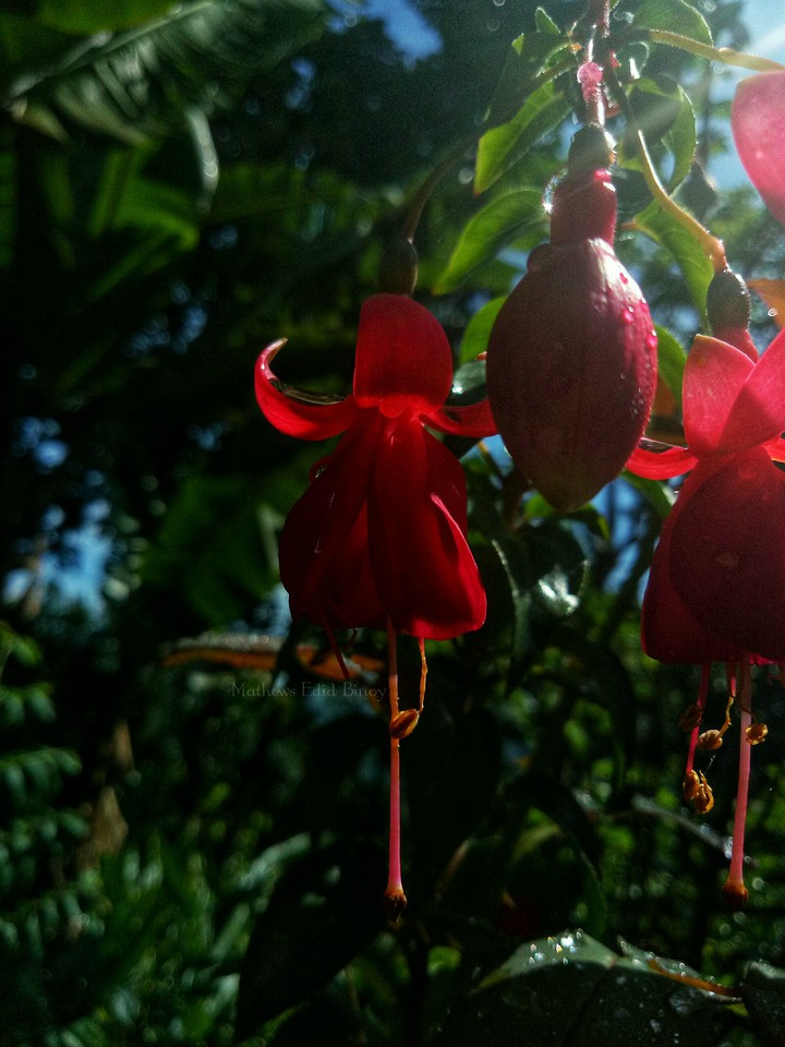 #flower #bells # red #blossom