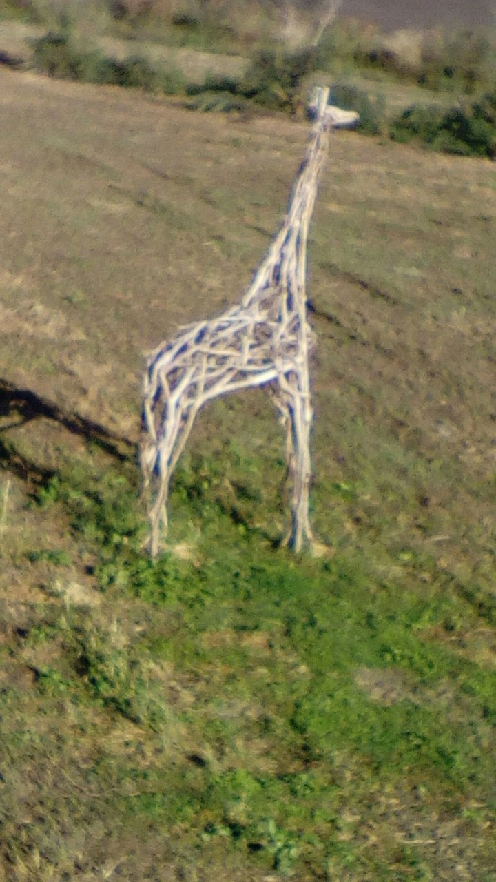 giraffa