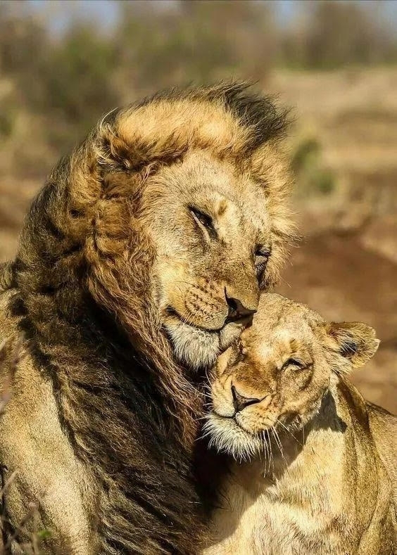 mimo
