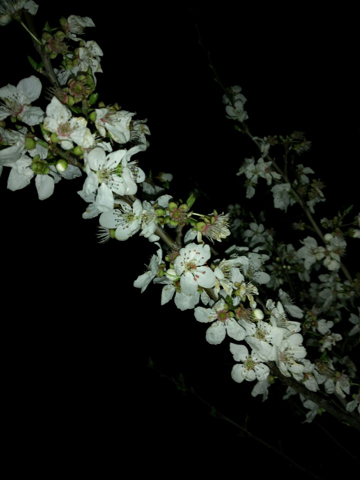 flower in night