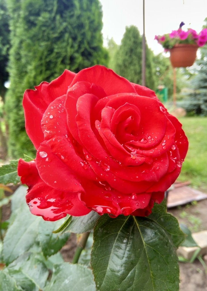 Rose
