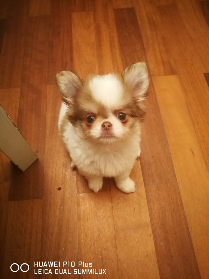 little bear