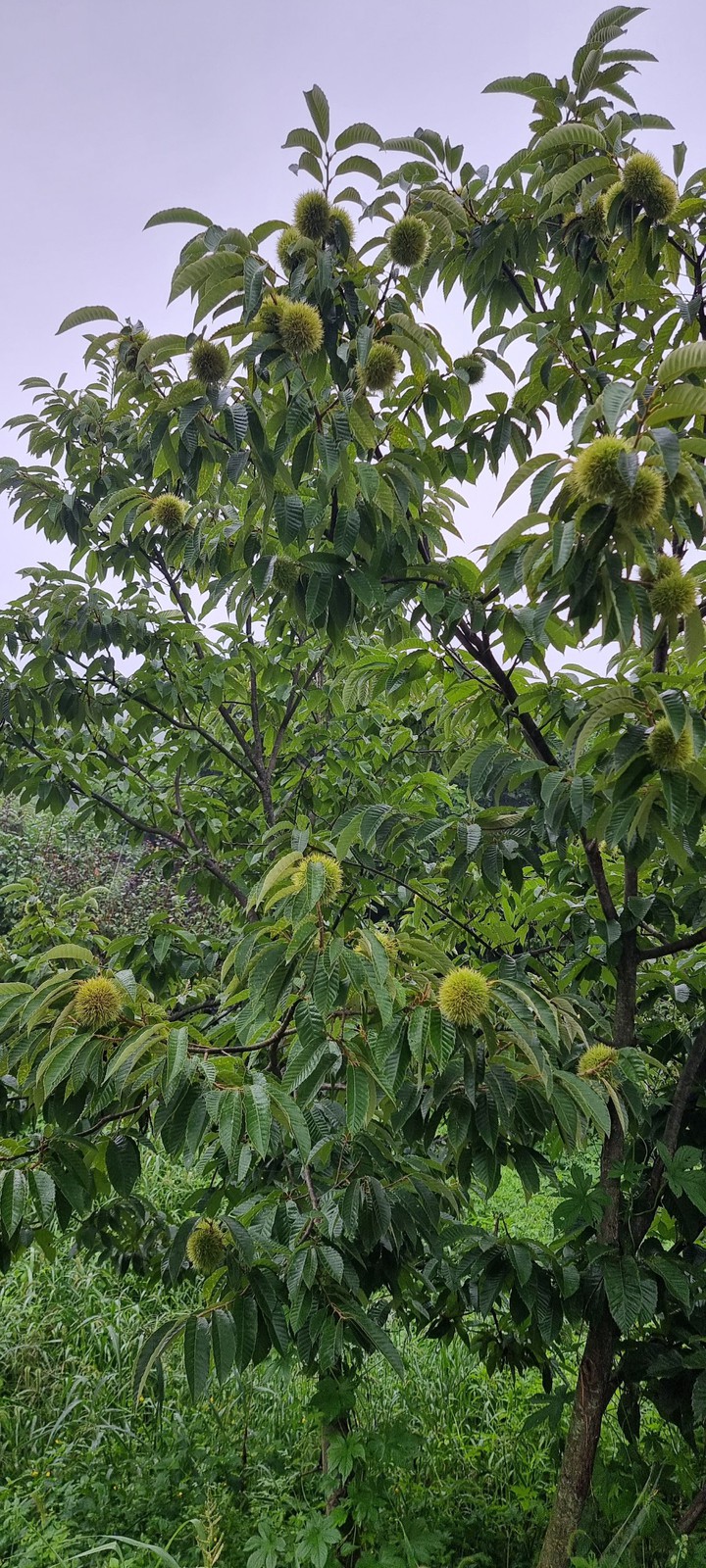 일상