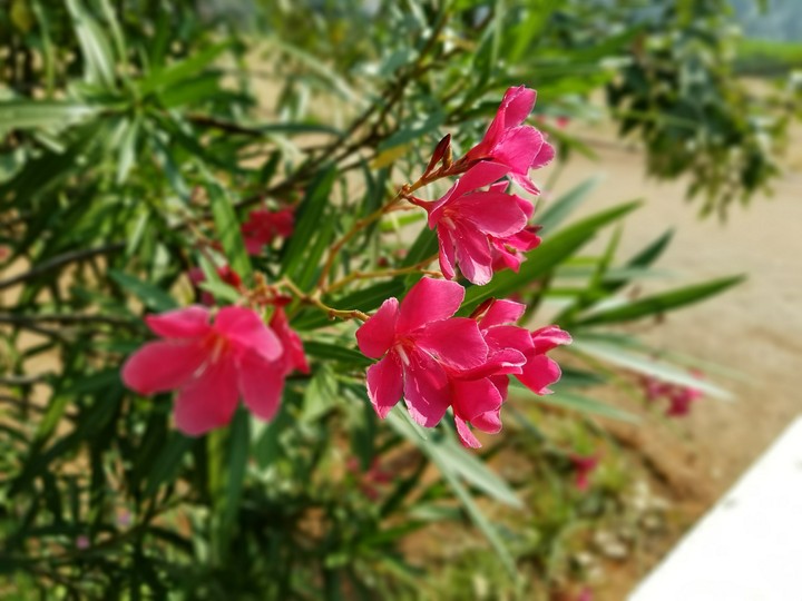 flower