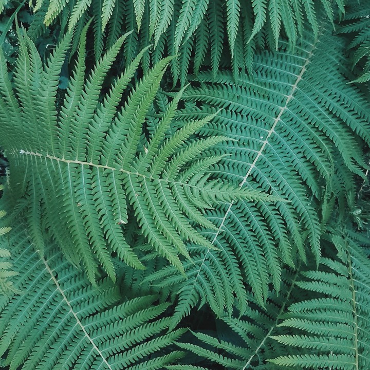 plants