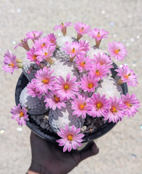 sfondi Cactus, primrose