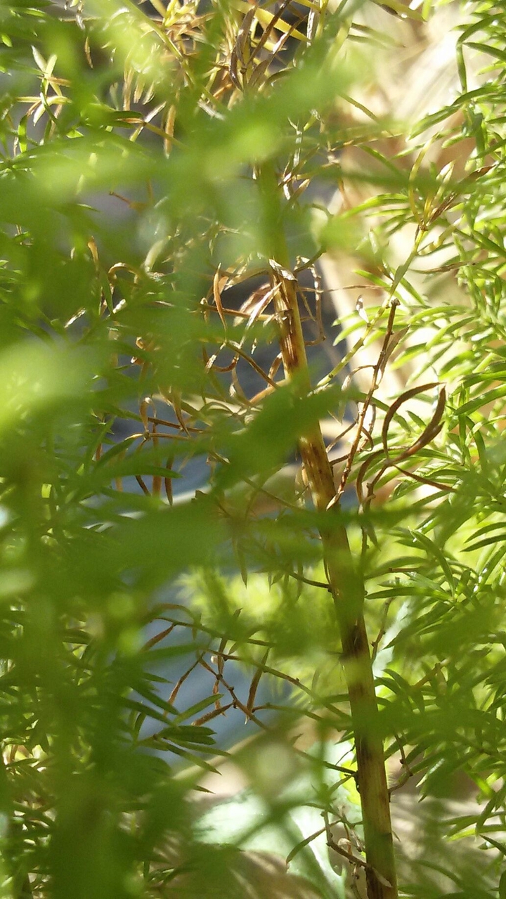 green on the earth