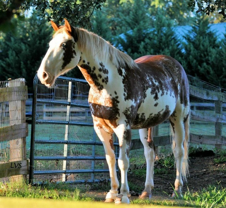 All the Pretty Horses